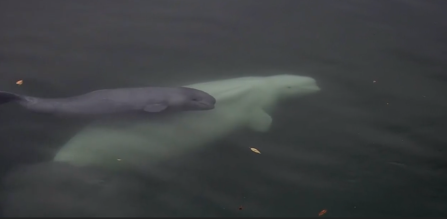 Beluga whale mom, calf spotted in Alaska creek