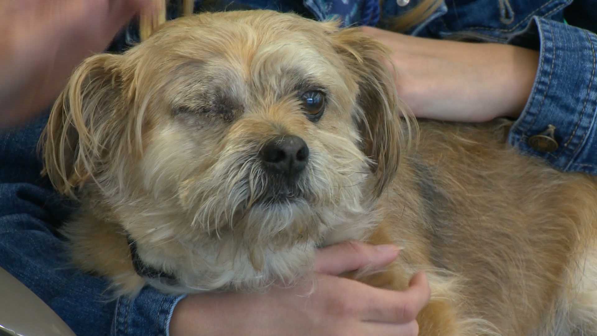 'Lucky' indeed: One-eyed dog that survived 70-foot fall gets adopted