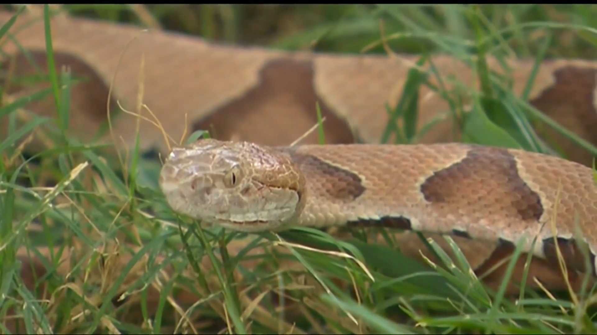 Army Reserve medic carries snake bite victim 2 miles