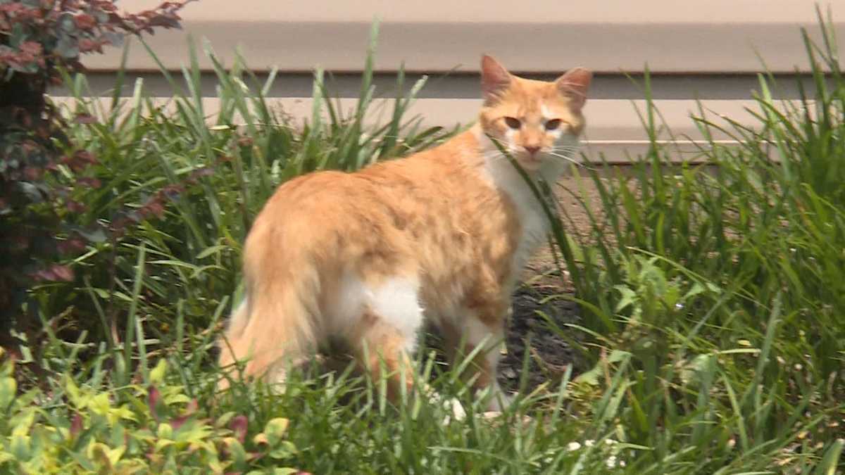 Get Rid Of Neighborhood Cats Get Rid Of Neighborhood Cats