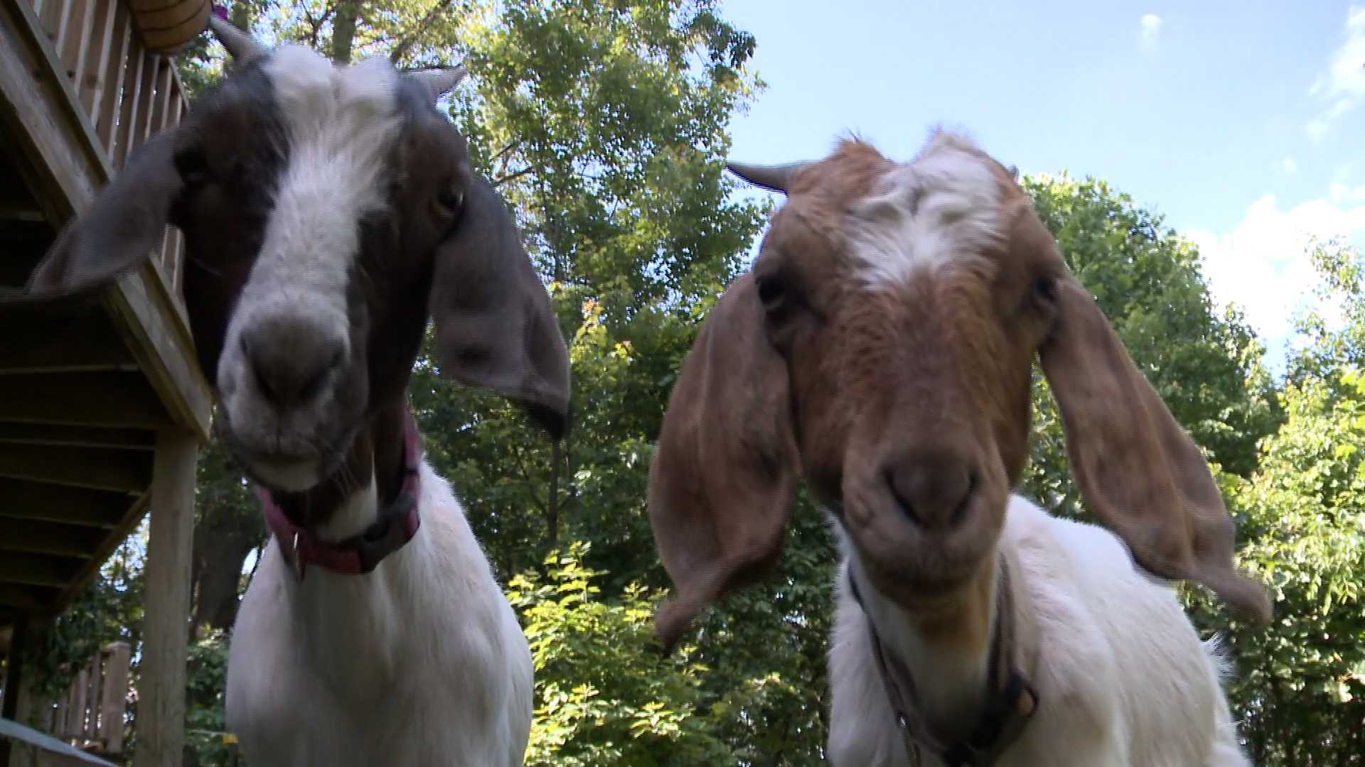 Poison ivy problem? Get goats!