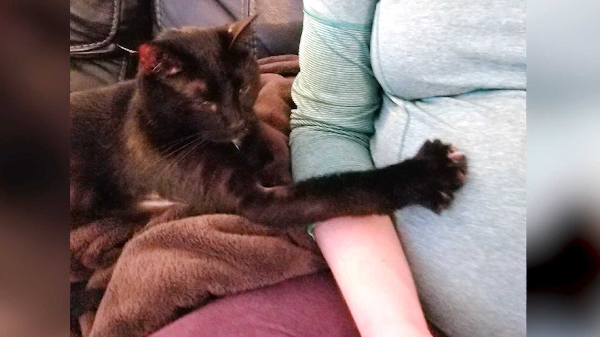 Iowa woman says her cat knew of pregnancy before she did