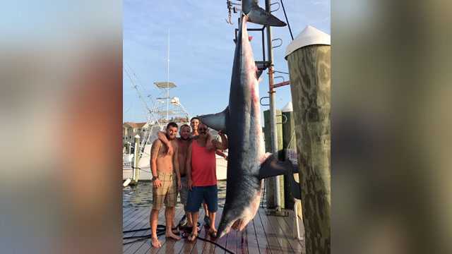 Fishing crew catches 926-pound shark in New Jersey