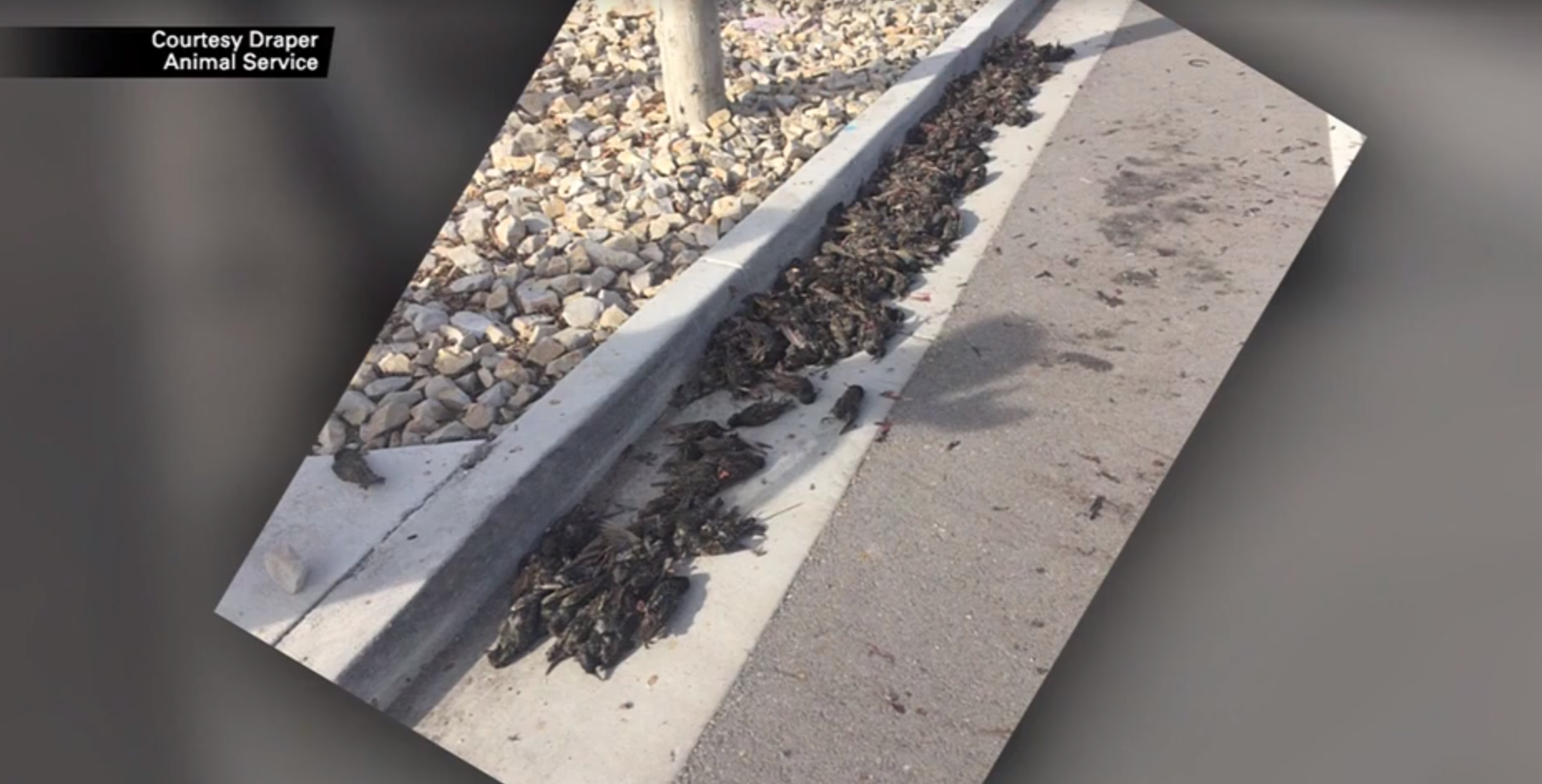 Hundreds of birds fall from the sky 'like leaves' in Utah town