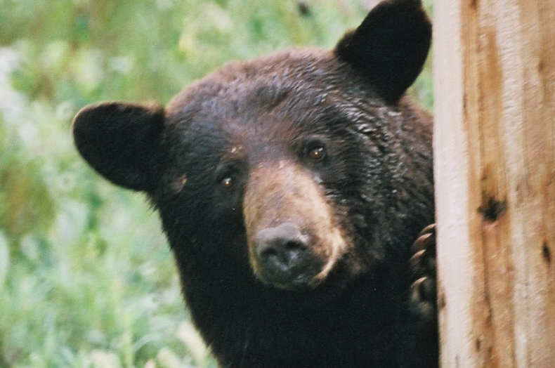Bear crashes through window of Alaska's boy's bedroom