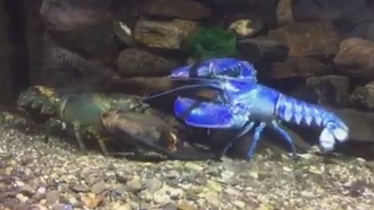 Weird: Rare, blue lobster on display in New Hampshire