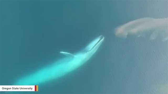 Stunning video shows blue whale feeding, thanks to drone