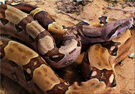 911 call: Woman entangled by boa constrictor she rescued
