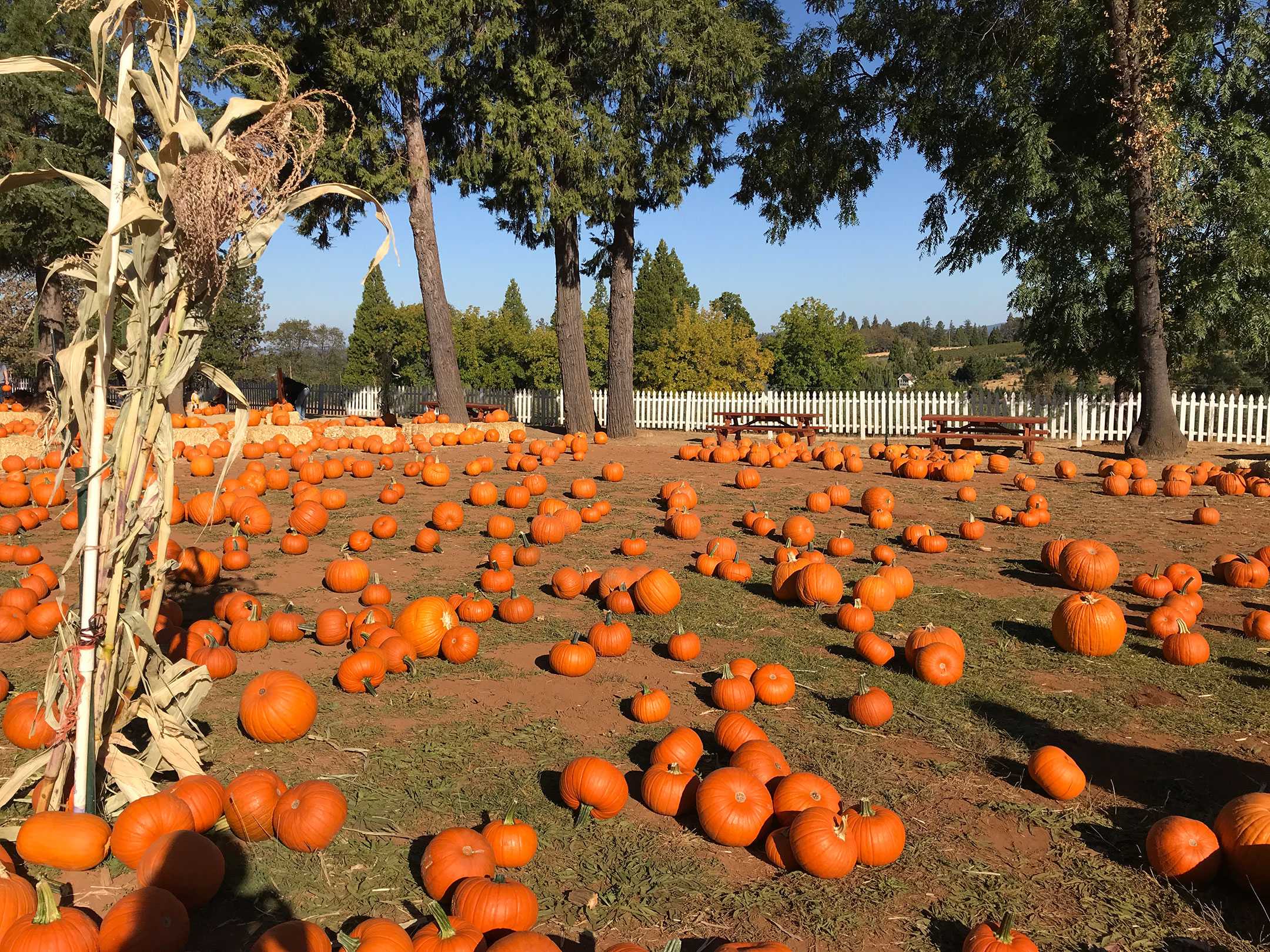 These 7 NorCal pumpkin patches will make you enjoy fall
