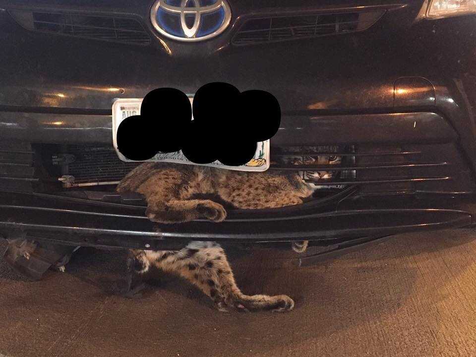 Bobcat hitches ride after getting stuck in car grille