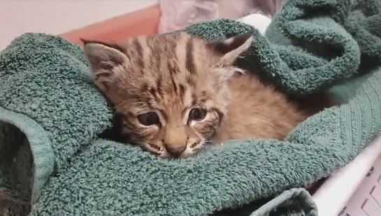 Rarely seen bobcat kitten rescued by hikers