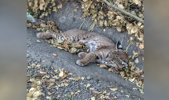 Injured bobcat rescued from side of NorCal road