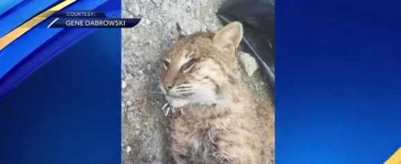 80-year-old woman attacked by rabid bobcat while gardening