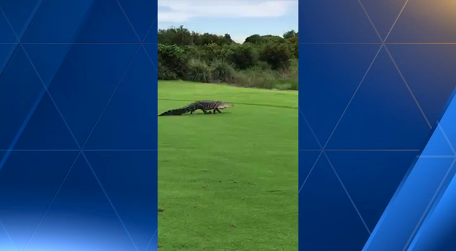 Huge gator struts across golf course