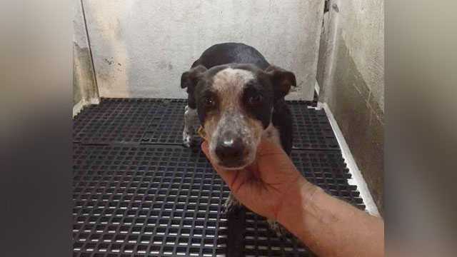 Man accused of pouring boiling water on girlfriend's dog 'at least 5 times'