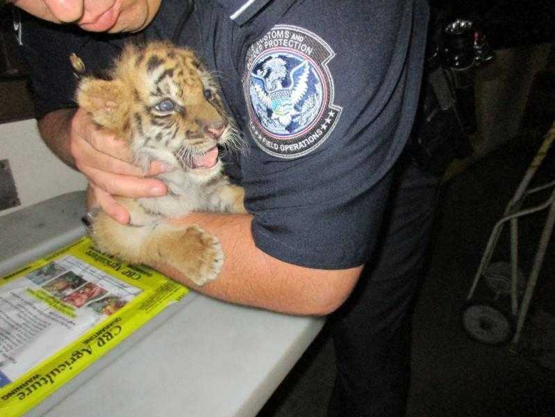 Bengal tiger cub confiscated from car at border crossing
