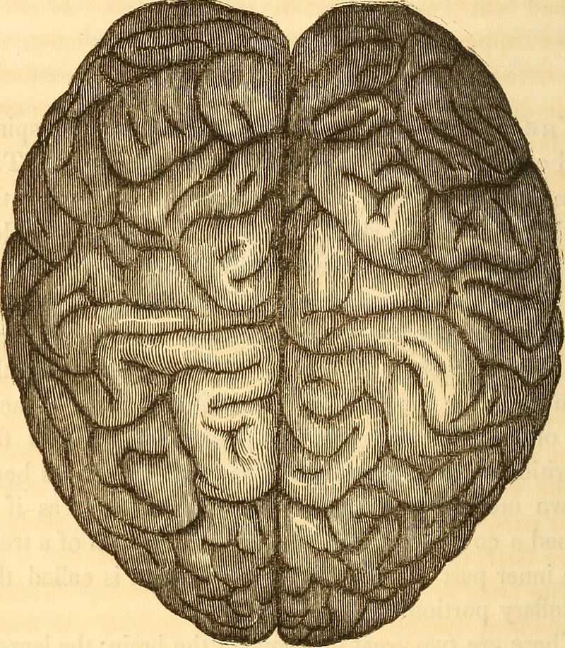 How your 'brain's age' impacts your health