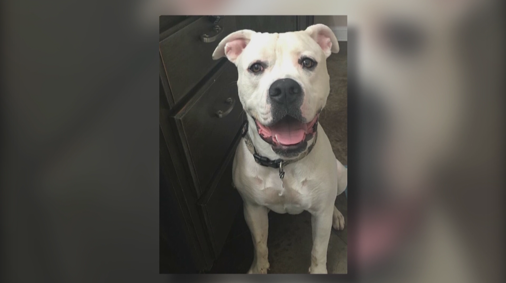 Veterinarian accused of shooting, killing dog for barking too much