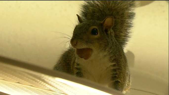 Man fighting to keep pet squirrel