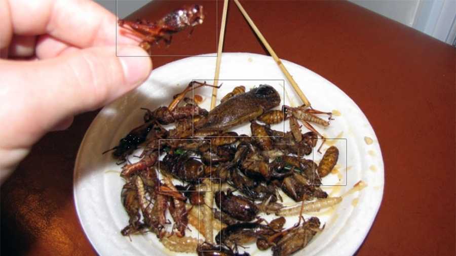 Gross, but true: You unknowingly eat bugs every day