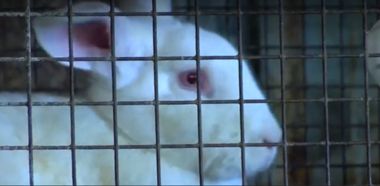 Man helps rescue hundreds of abused animals