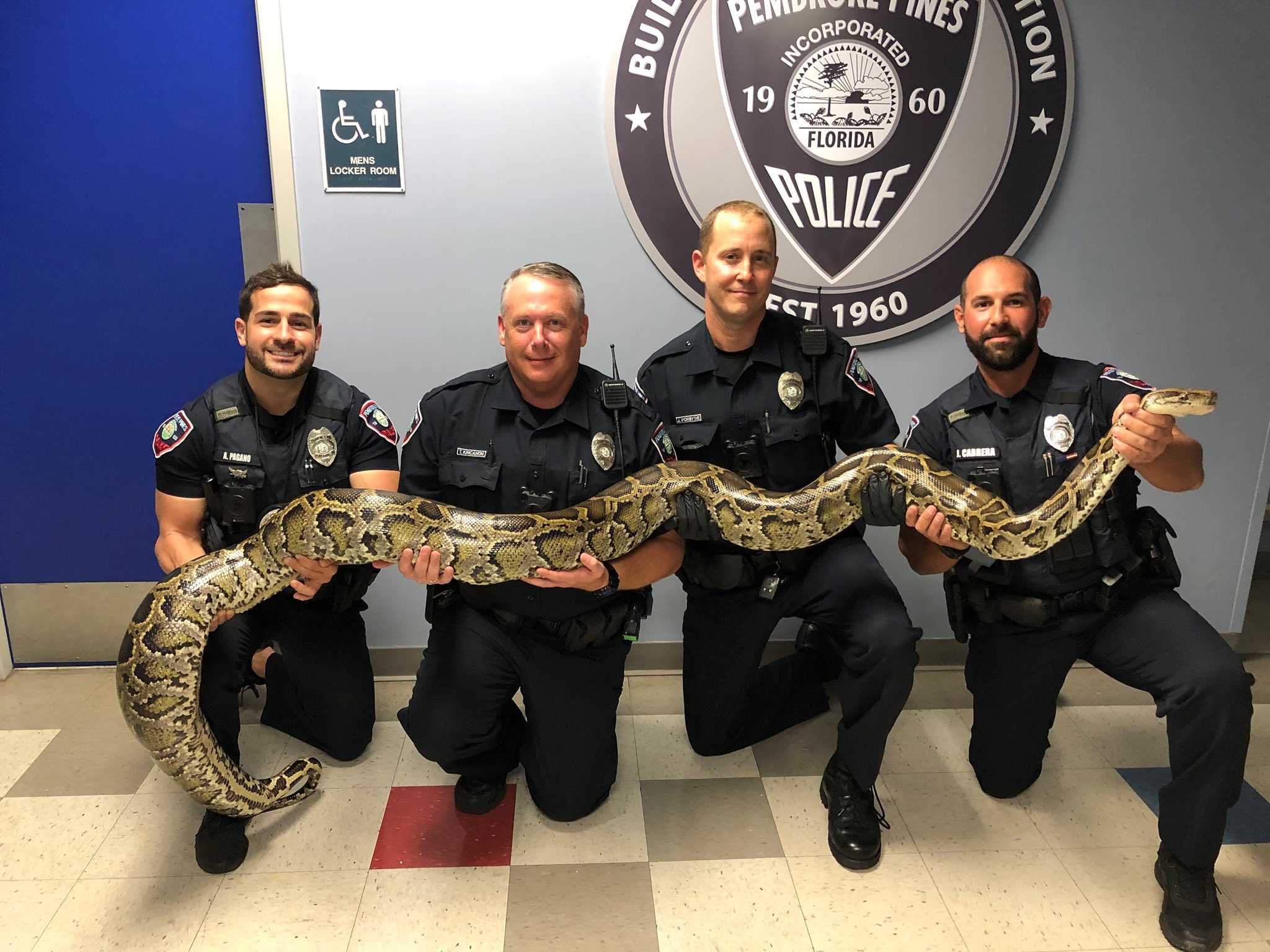Florida police officer captures Burmese python