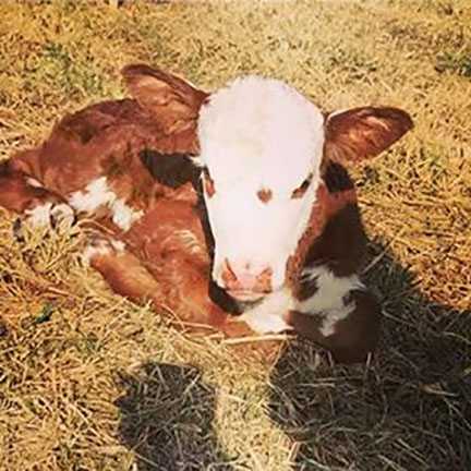 Calf born on Valentine's Day has the most adorable birthmark