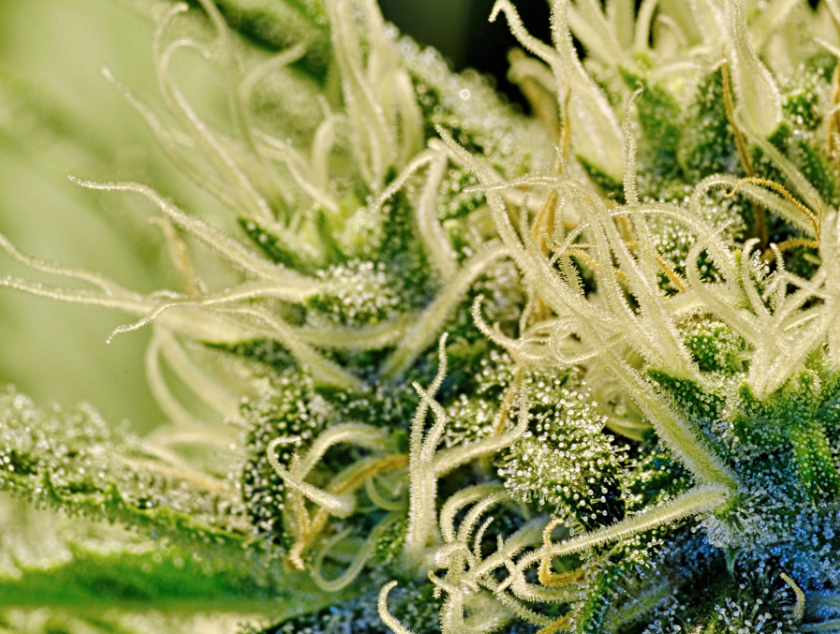 Recovering addict shares story on how cannabis saved his life