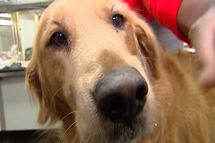 Cannabis oil benefits pets in pain