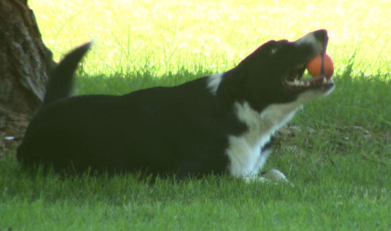 How to protect your pets from the heat