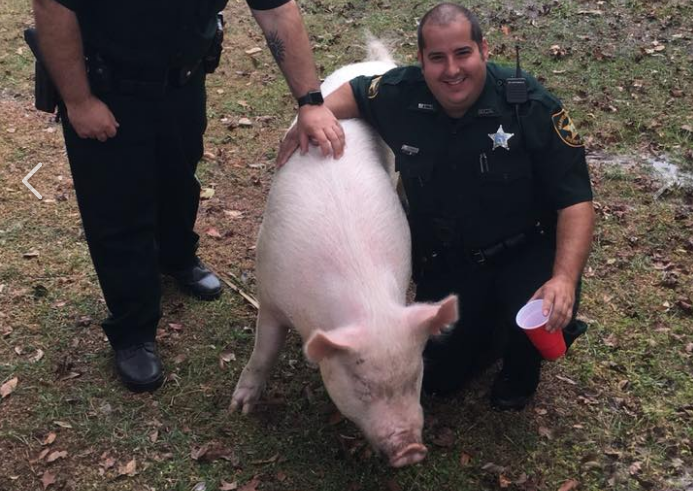 Marion deputies capture pig abandoned by owner fleeing warrant