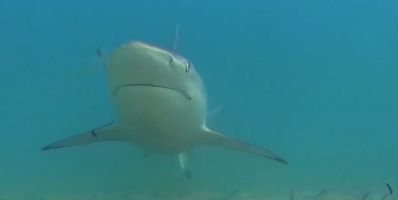 VIDEO: Tens of thousands of sharks migrate down Florida's coast