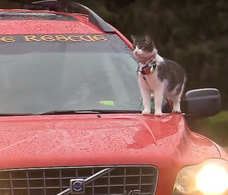 Car-surfing cat sparks police call, but owner says pet loves it