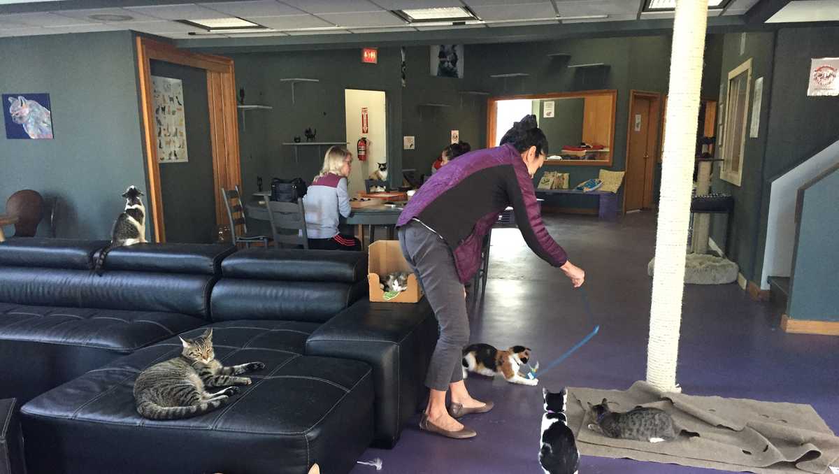  Cat  caf  opens in Downtown Greenville 