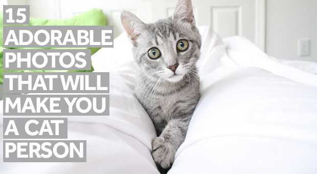 15 adorable photos that will make you a cat person