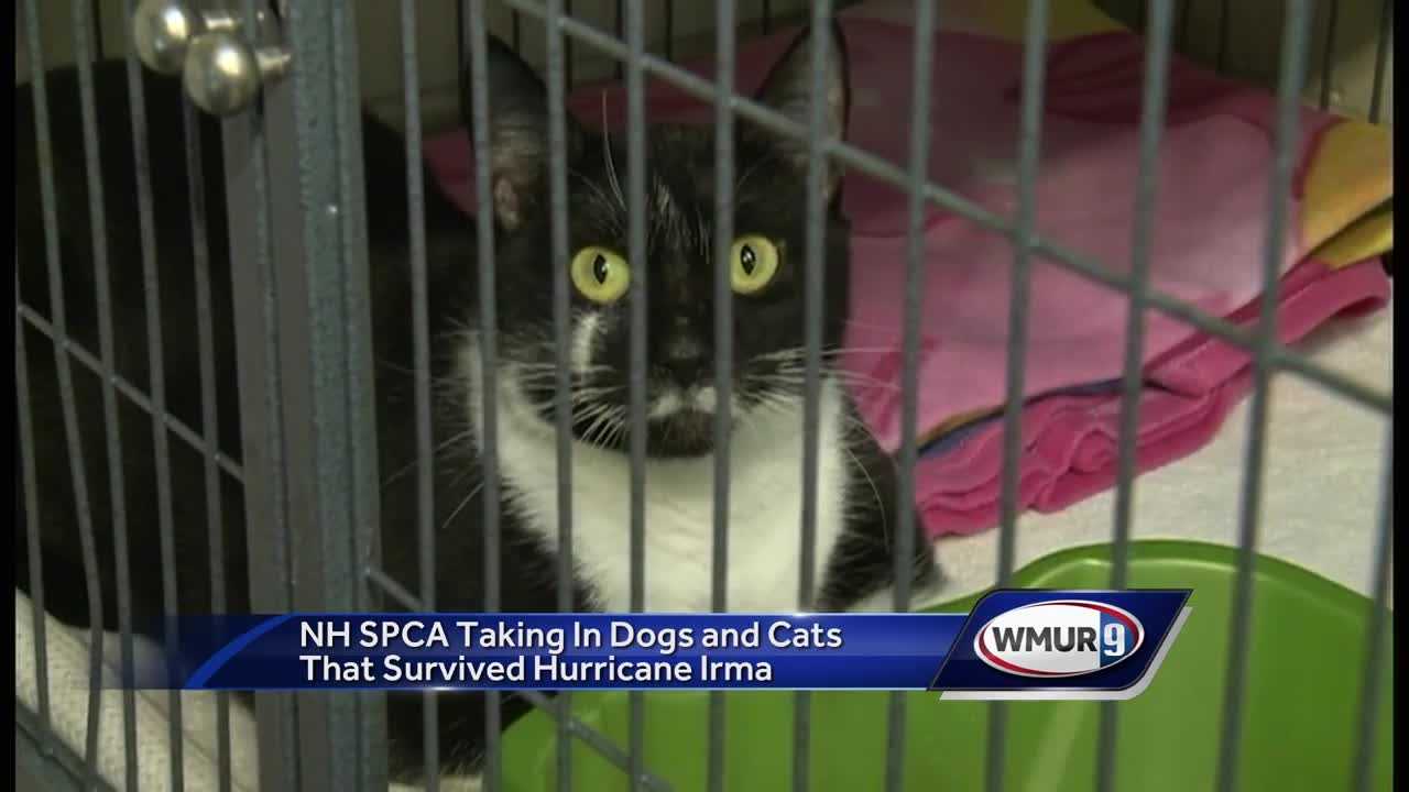 Abandoned cats, dogs from Hurricane Irma seek adoptive families