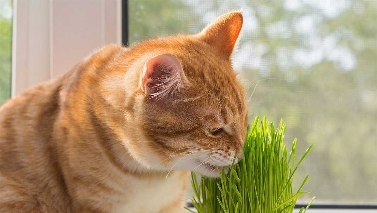 Experts warn parasite in cat feces is dangerous to humans, especially