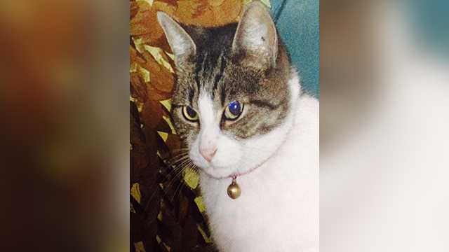 Serial cat killer gets 16-year prison sentence