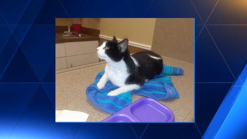 Fundraiser taking place for cat found with arrow stuck in body