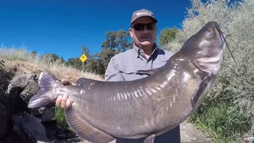 Vacaville man catches possible record-breaking catfish