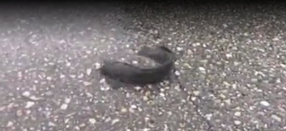 Catfish 'walks' on street after Tropical Depression Emily makes landfall