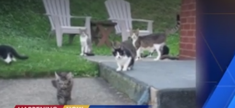 Cat controversy: Woman says she was threatened with fine, jail time for helping feral cats