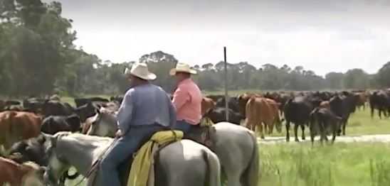 Ranchers rally together to herd 500 stranded cows down highway