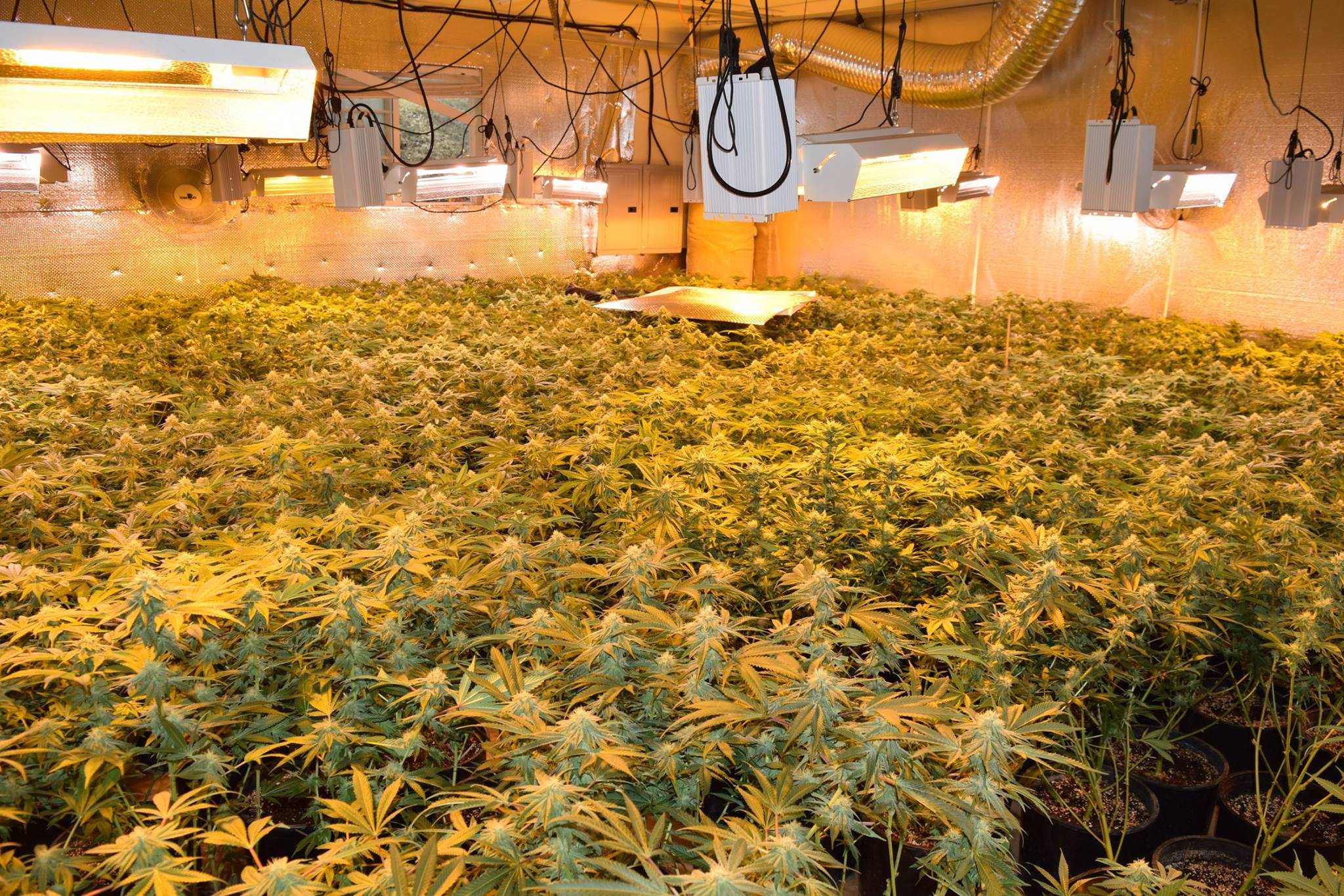 700 pot plants discovered in 2 Calaveras County homes, deputies say