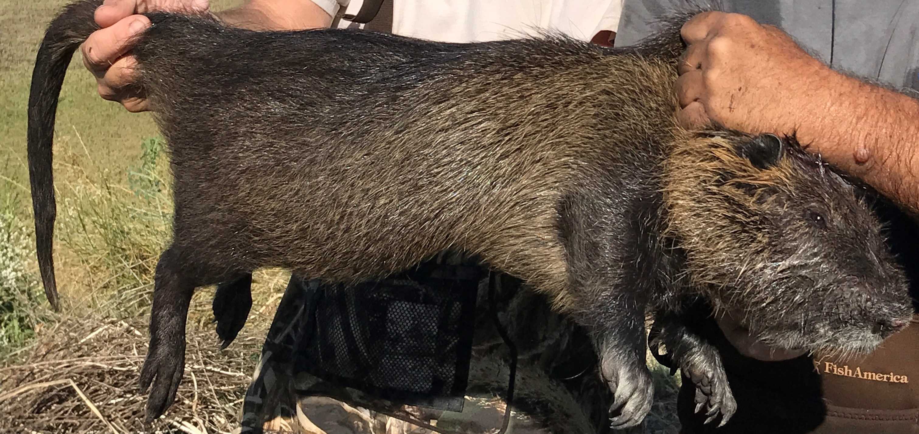 Huge, invasive rodents discovered in Stanislaus County