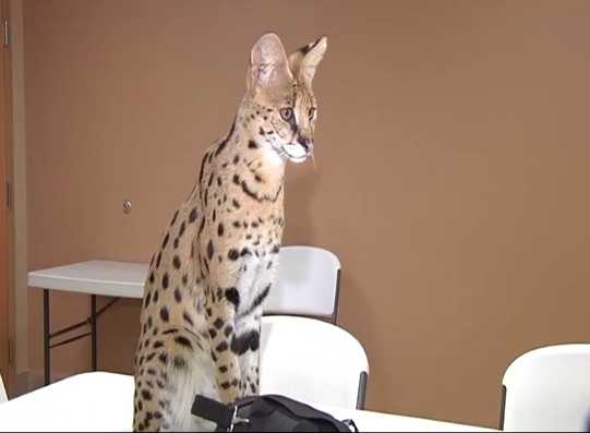 Big cheetah-like feline captured in Pennsylvania