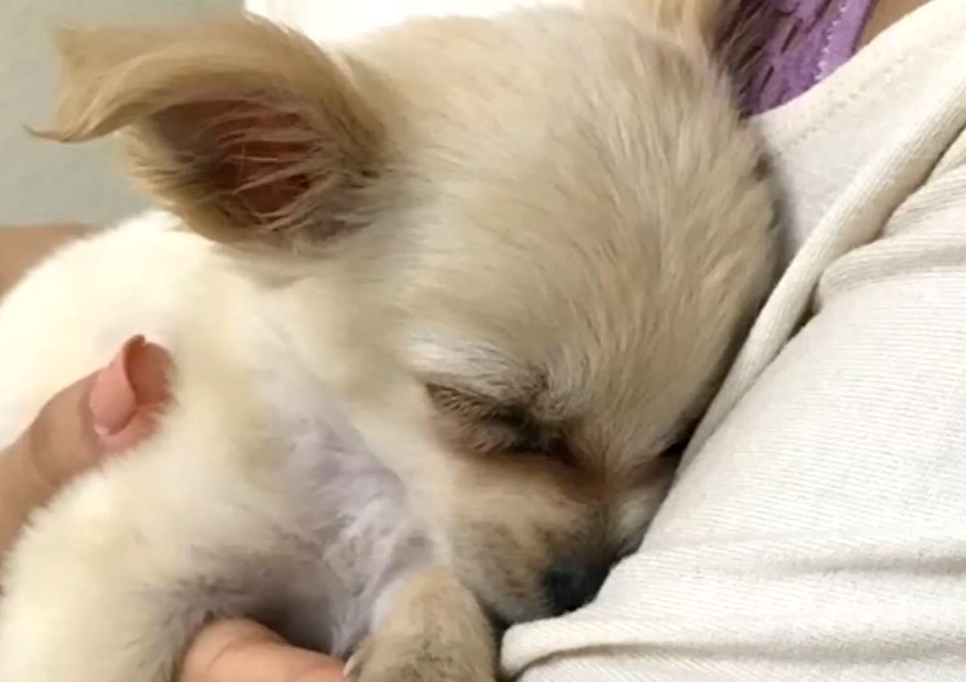 ‘I cried’: Woman finds abandoned puppy at airport with a note