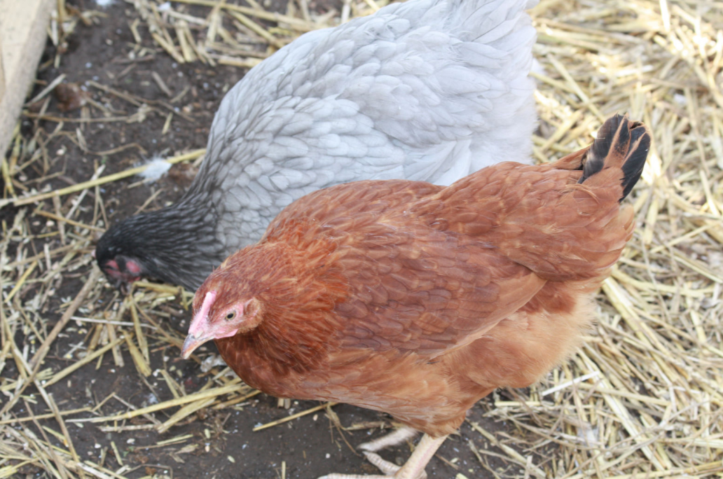 Backyard chickens linked to multi-state outbreaks of salmonella infections