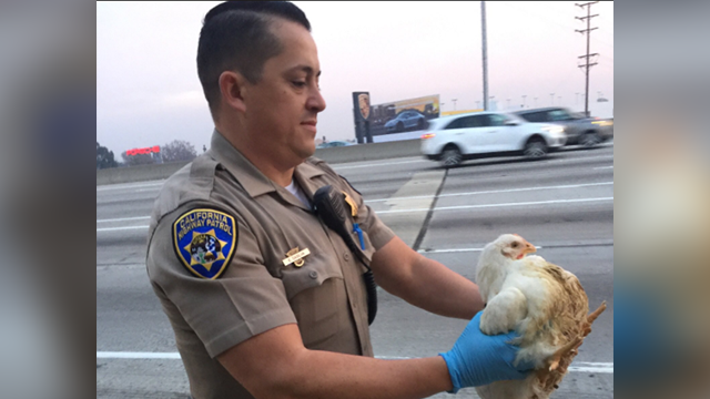 Race against the cluck as chickens run on LA-area highway