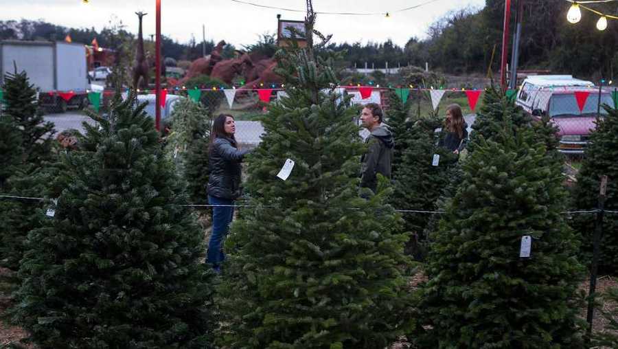 a christmas tree shortage is driving higher prices at lots a christmas tree shortage is driving higher prices at lots